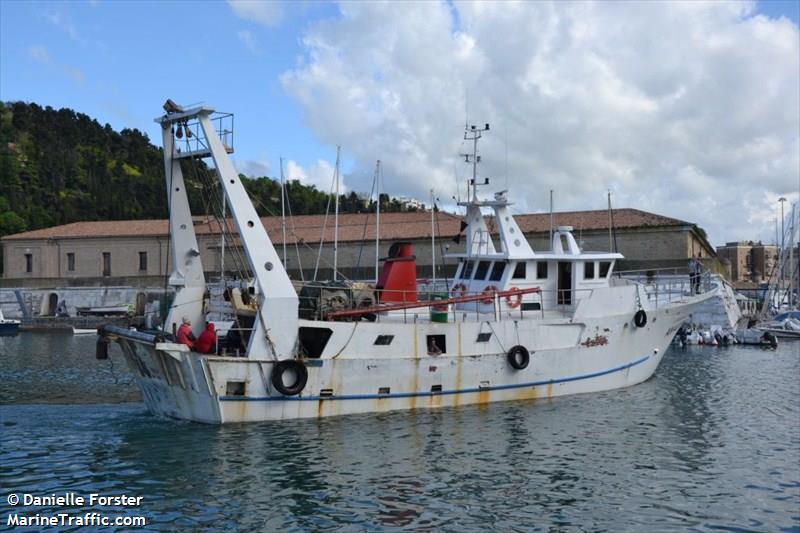 LABRADOR 1